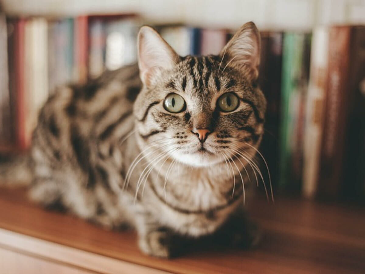 Imagem cat-casa
